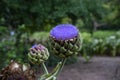 Large purple flower of globe artichoke plant (cynara cardunculus var. scolymus) Royalty Free Stock Photo