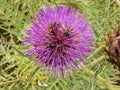 Cynara cardunculus, Single Wild flower in the field closeup . Thistle. Bees , bumble