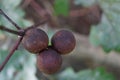 Cynips quercusfolii gall balls on oak leaf