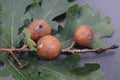 Cynips quercusfolii gall balls on oak leaf