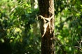 cynocephalus variegatus (Dermoptera) in nature Royalty Free Stock Photo