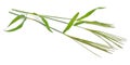 Cynodon dactylon, known as Bermuda grass, Dhoob, durva grass, ethana grass, dubo, dog`s tooth grass. Isolated.