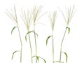 Cynodon dactylon, known as Bermuda grass, Dhoob, durva grass, ethana grass, dubo, dog`s tooth grass. Isolated.