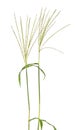 Cynodon dactylon, known as Bermuda grass, Dhoob, durva grass, ethana grass, dubo, dog`s tooth grass. Isolated.