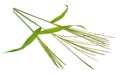 Cynodon dactylon, known as Bermuda grass, Dhoob, durva grass, ethana grass, dubo, dog`s tooth grass. Isolated.