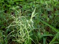 Cynodon dactylon or Bermuda grass in white and green color