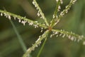 Cynodon dactylon inflorescence