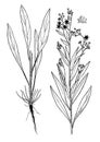Cynoglossum creticum botanical illustration