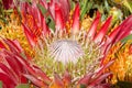 Cynoroides, or King Protea flower, close up