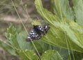 Cynthia fritillary butterfly Euphydryas cynthia Royalty Free Stock Photo