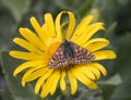 Cynthia fritillary butterfly Euphydryas cynthia Royalty Free Stock Photo