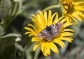 Cynthia fritillary butterfly Euphydryas cynthia Royalty Free Stock Photo