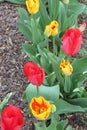 Cynthia tulips with large red tulips