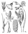 Cyperaceae, Palmaceae, and Cyclanthaceae Orders vintage illustration