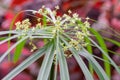 Cyperus albostriatus flower Royalty Free Stock Photo