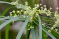 Cyperus albostriatus flower Royalty Free Stock Photo