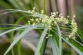 Cyperus albostriatus flower Royalty Free Stock Photo