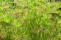 Cyperus alternifolius plants with flowers background, sunlight Royalty Free Stock Photo