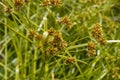 Cyperus alternifolius or umbrella palm, a grass-like plant in the afternoon sunshine Royalty Free Stock Photo