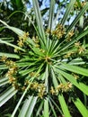 The cyperus alternifolius or umbrella palm or a grass-like plant