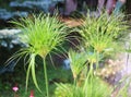 Cyperus alternifolius, the umbrella papyrus Royalty Free Stock Photo