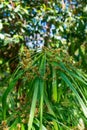 Cyperus alternifolius, the umbrella papyrus