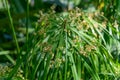 Cyperus alternifolius, the umbrella papyrus