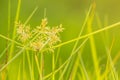 Cyperus difformis Royalty Free Stock Photo