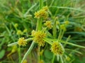 Cyperus difformis