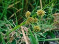 Cyperus difformis Royalty Free Stock Photo