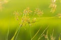 Cyperus difformis Royalty Free Stock Photo