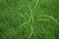 Cyperus esculentus is a crop of the sedge family widespread across much of the world.Chufa tigernut, yellow nutsedge Royalty Free Stock Photo