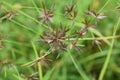 Cyperus flavidus Royalty Free Stock Photo