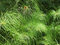 Cyperus Giganteus