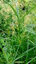 Cyperus longus galingale motha grass