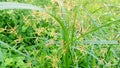 Cyperus longus grass plant