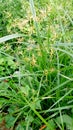 Cyperus longus galingale motha grass plant