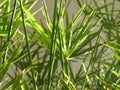 Cyperus papyrus alternifolius