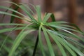 Cyperus papyrus