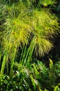 Cyperus papyrus - detail Royalty Free Stock Photo