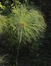 Cyperus Papyrus 1 Royalty Free Stock Photo