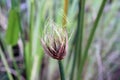 Cyperus papyrus