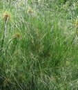 Cyperus Papyrus Paper Reed in Bloom