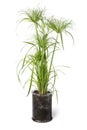 Cyperus papyrus perkamentus in a glass plant pot on white background