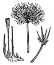 Cyperus, papyrus, Plants, Egypt, sedge, hair vintage illustration