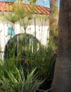 Papyrus plants in front of house. Goleta, CA, USA.