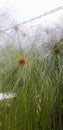 Cyperus papyrus is a species of aquatic flowering plant in the Cyperaceae family