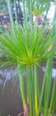 Cyperus papyrus is a species of aquatic flowering plant in the Cyperaceae family. This plant comes from Africa