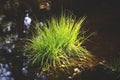 Cyperus papyrus