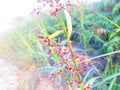 CYPERUS RED FRUITS